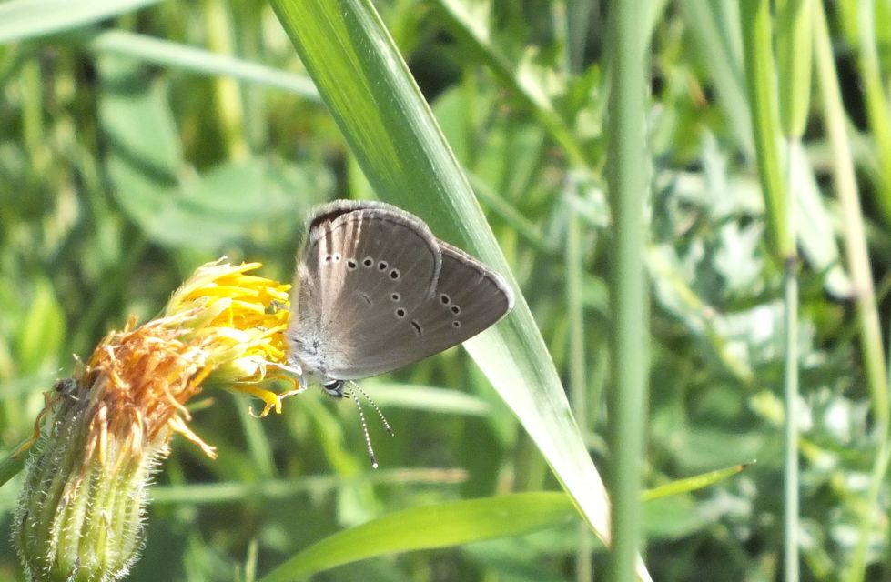 Cyaniris semiargus - aprószemes boglárka