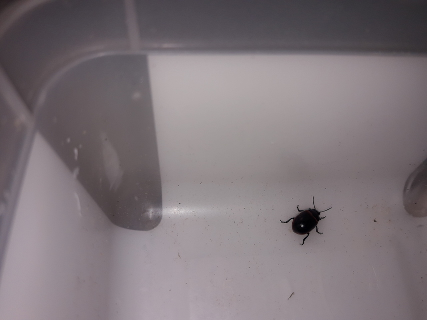 Chrysolina limbata - keretes levélbogár