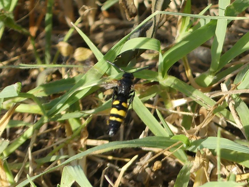 Scolia fusciformis - mediterrán tőrösdarázs