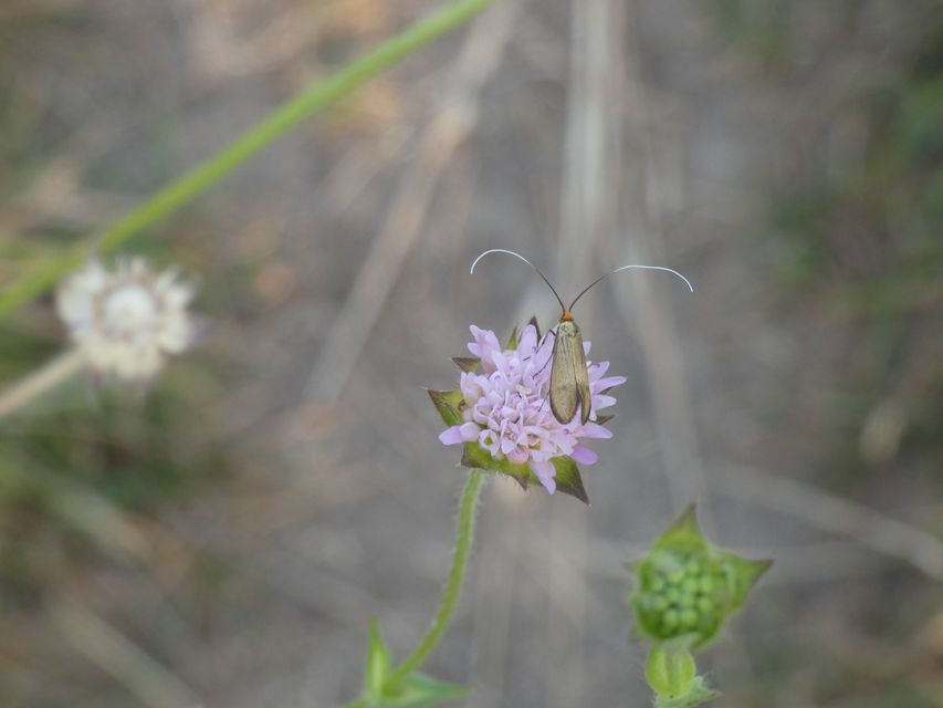 Nemophora metallica - fémszínű tőrösmoly