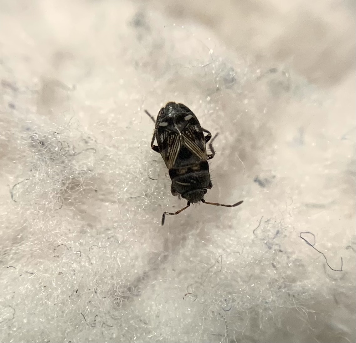 Pionosomus opacellus - apró bodobács