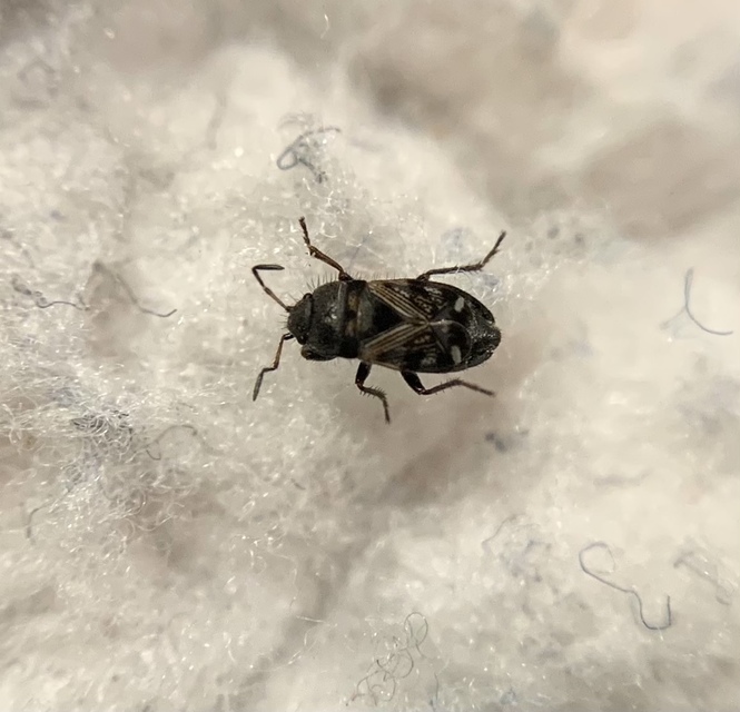 Pionosomus opacellus - apró bodobács