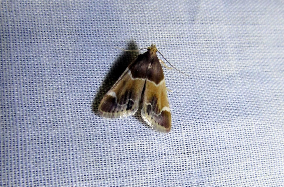 Pyralis farinalis - lisztilonca