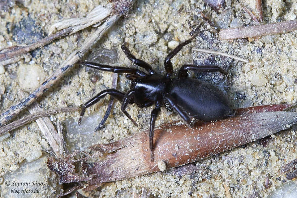 Gnaphosidae - kövipókok