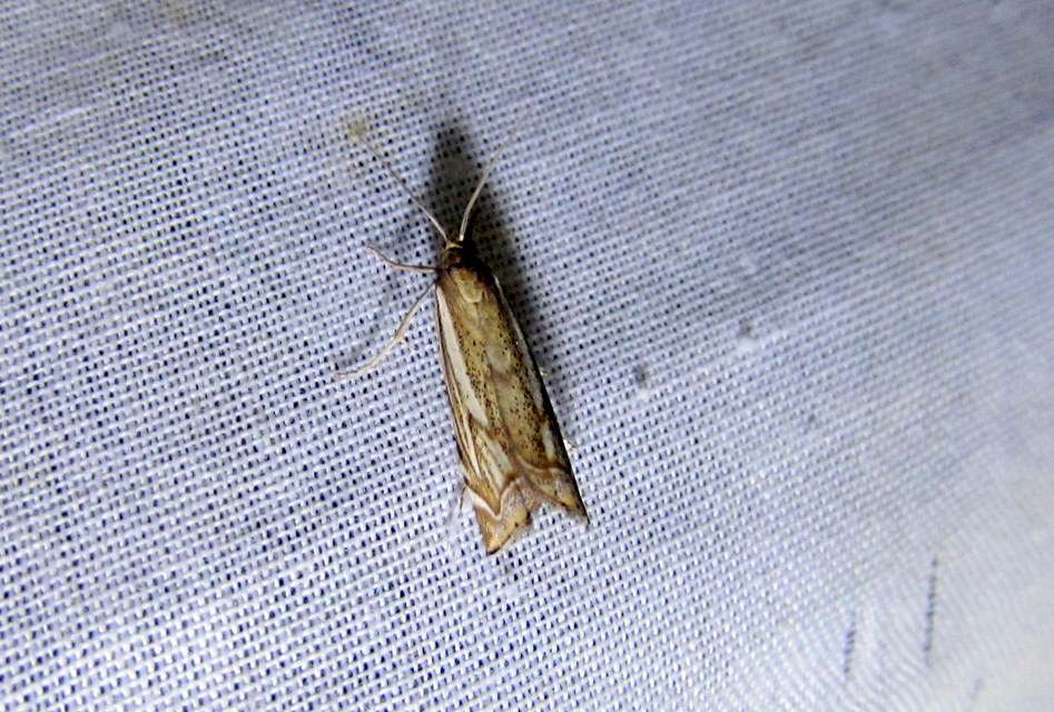 Xanthocrambus lucellus - zegzugos fűgyökérmoly