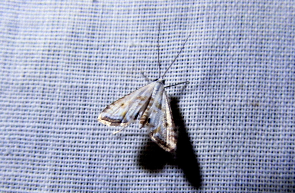 Cataclysta lemnata - békalencsemoly