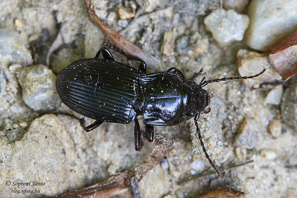 Abax parallelus - karcsú szélesfutó