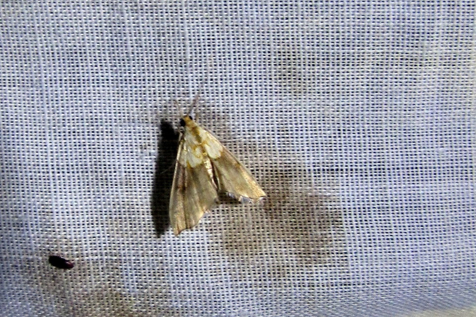 Agrotera nemoralis - ligeti tűzmoly