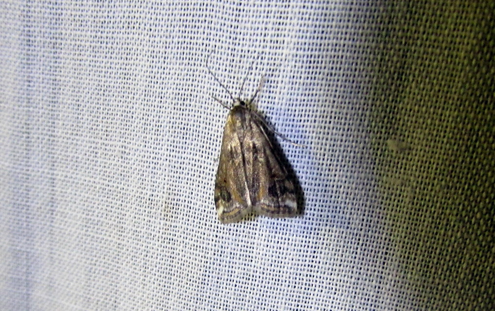 Cataclysta lemnata - békalencsemoly