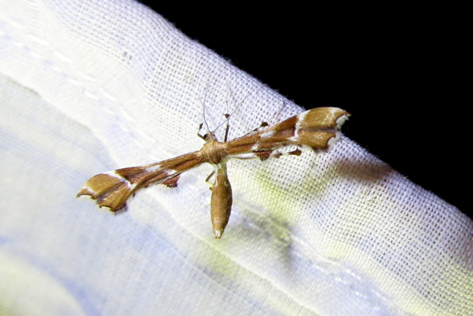 Cnaemidophorus rhododactyla - rózsabogyó-tollasmoly