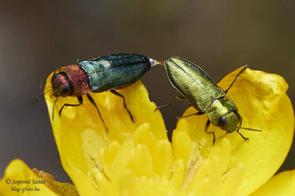 Anthaxia nitidula - ragyogó virágdíszbogár