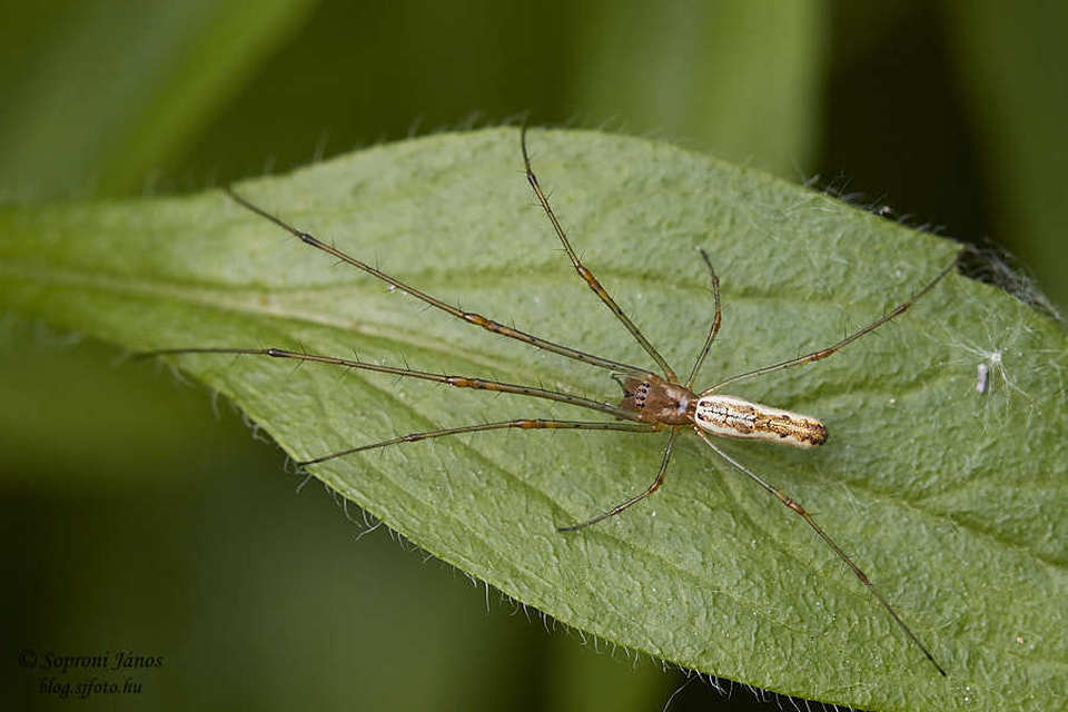 Tetragnatha