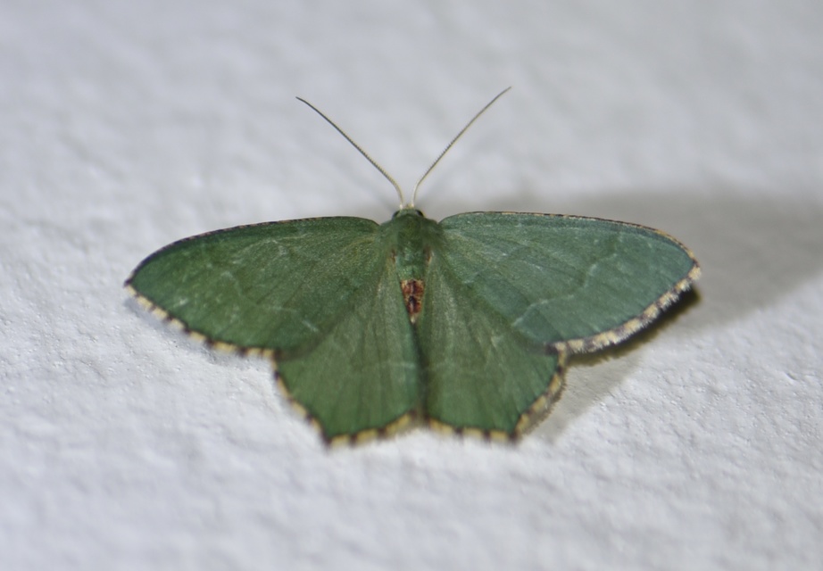 Hemithea aestivaria - nyír-zöldaraszoló
