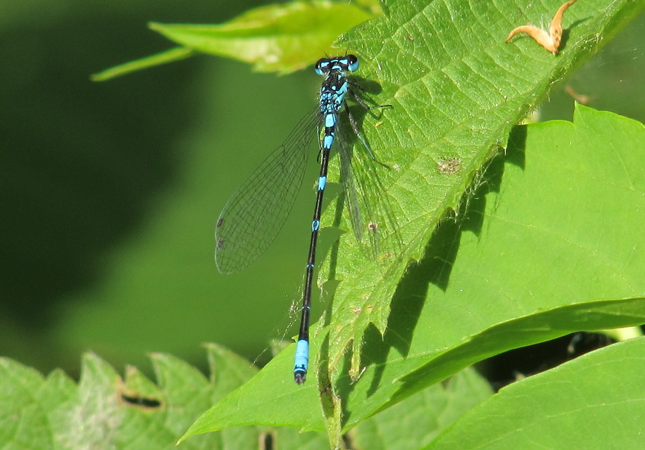 Coenagrion pulchellum - karcsú légivadász