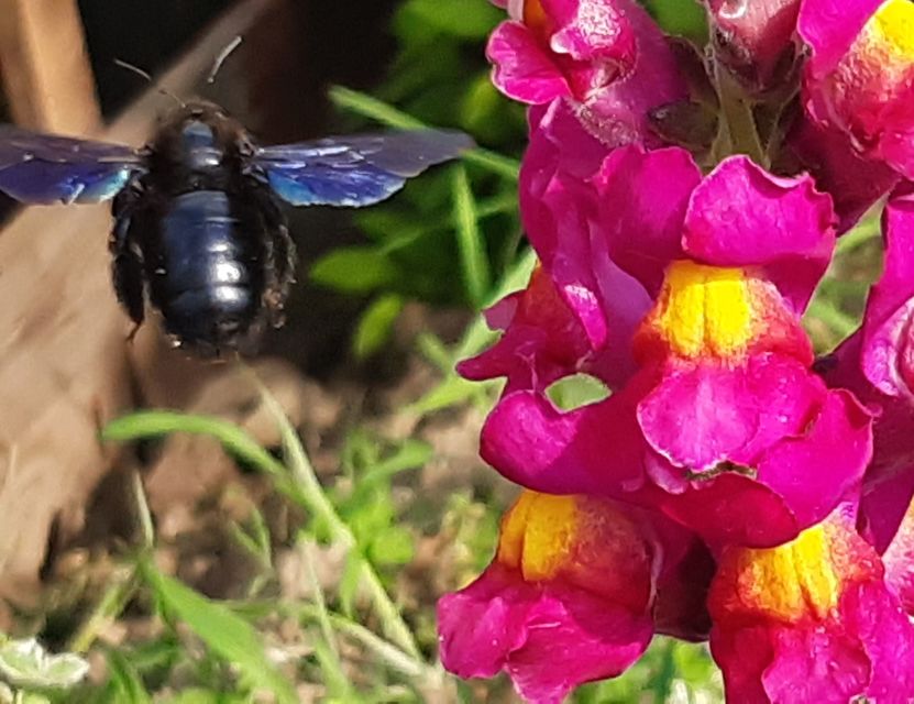 Xylocopa violacea - kék fadongó