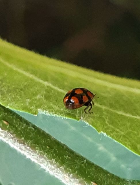 Adalia decempunctata - tízpettyes katica
