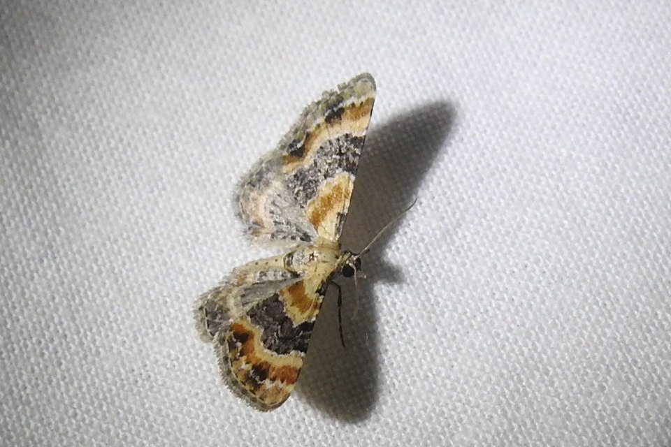 Eupithecia linariata - vonalas törpearaszoló