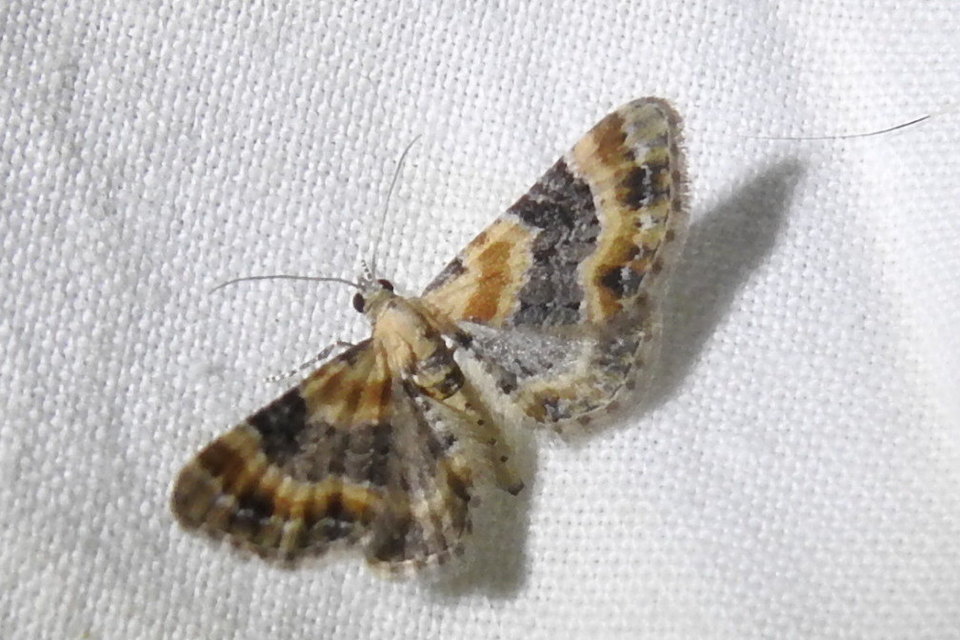 Eupithecia linariata - vonalas törpearaszoló
