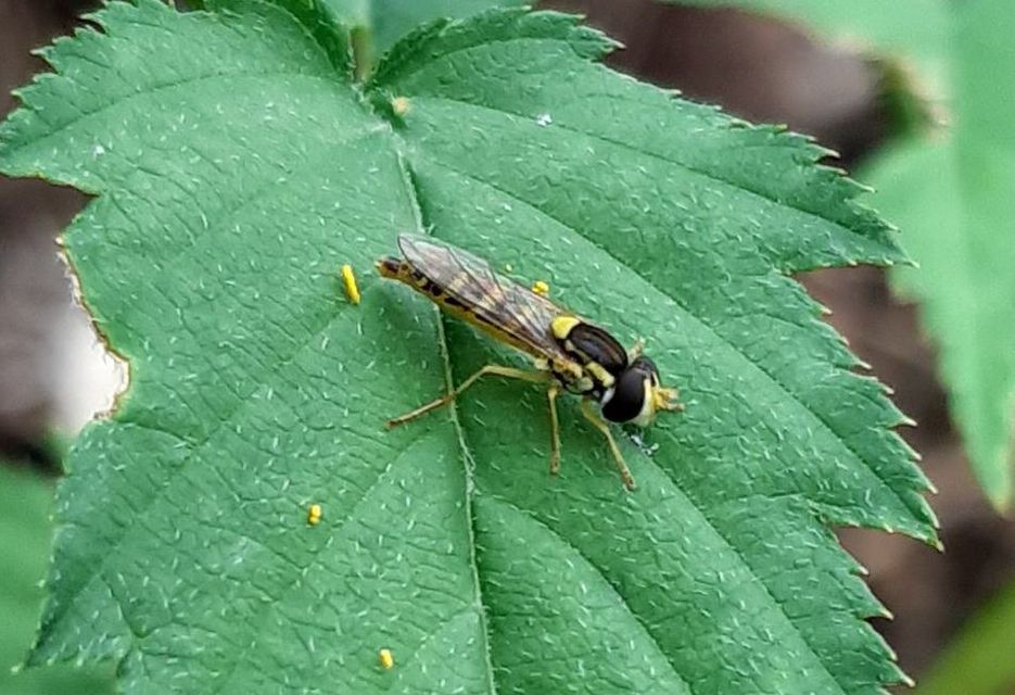 Sphaerophoria scripta - tarka darázslégy