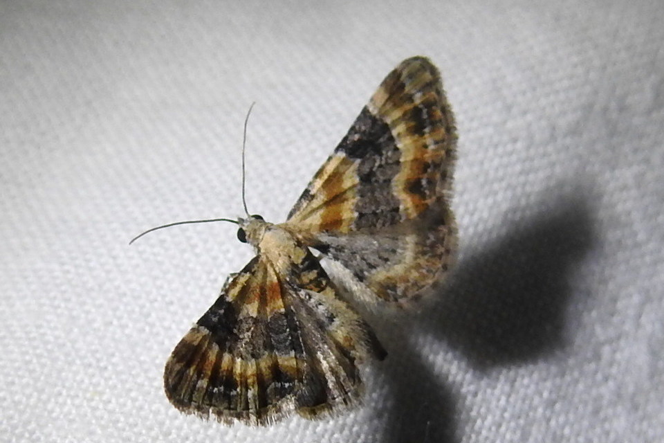 Eupithecia linariata - vonalas törpearaszoló