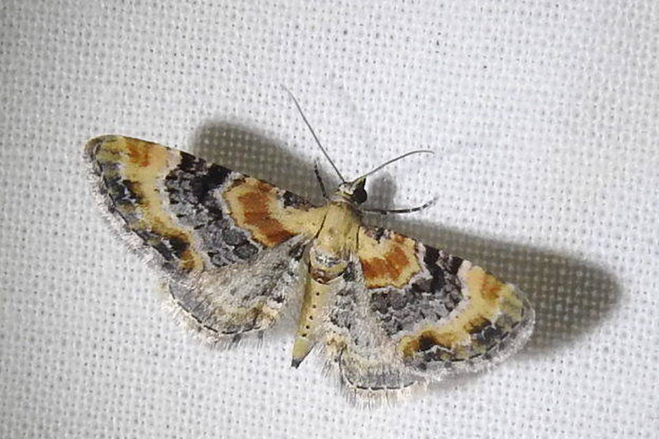 Eupithecia linariata - vonalas törpearaszoló