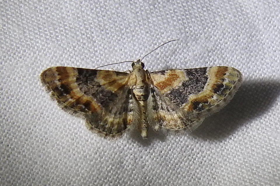 Eupithecia linariata - vonalas törpearaszoló