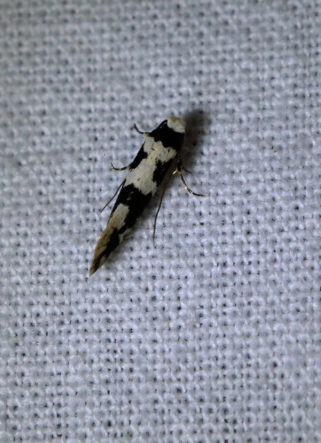 Neurothaumasia ankerella - magyarmoly