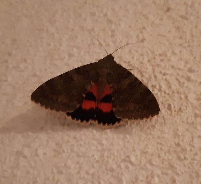 Catocala elocata - közönséges övesbagoly
