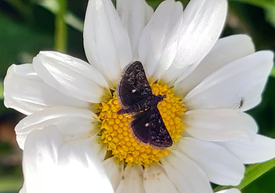 Heliothela wulfeniana - fényes kormosmoly