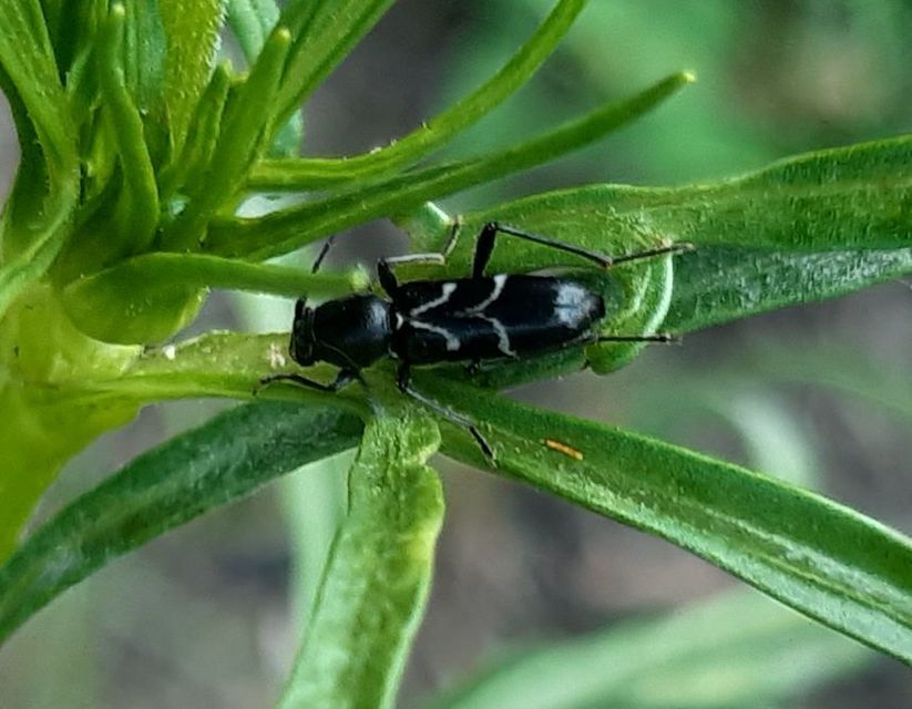 Chlorophorus sartor - feketevállú darázscincér