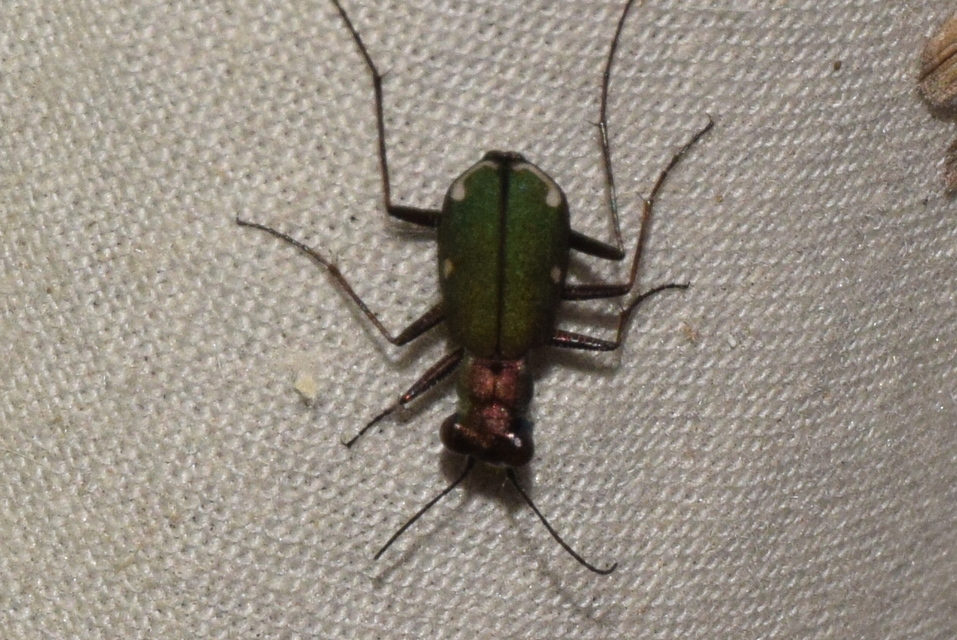 Cylindera germanica - parlagi homokfutrinka
