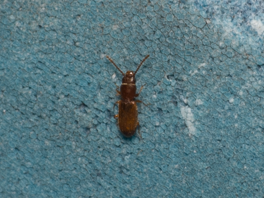 Laemophloeidae - szegélyeslapbogár-félék
