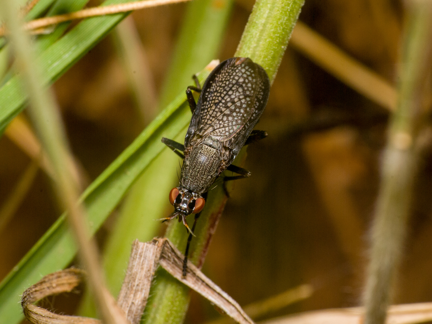 Coremacera marginata