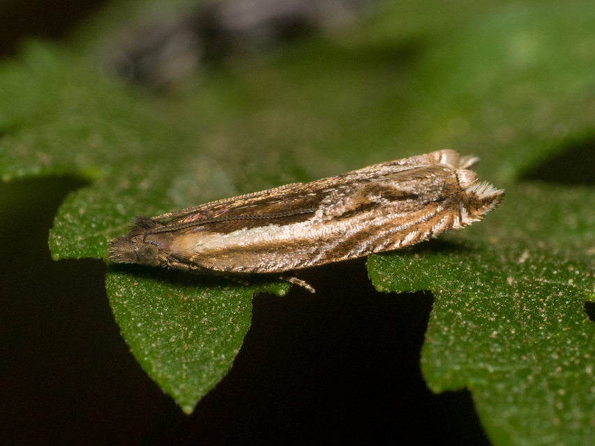 Ancylis apicella - bengesodró horgasmoly