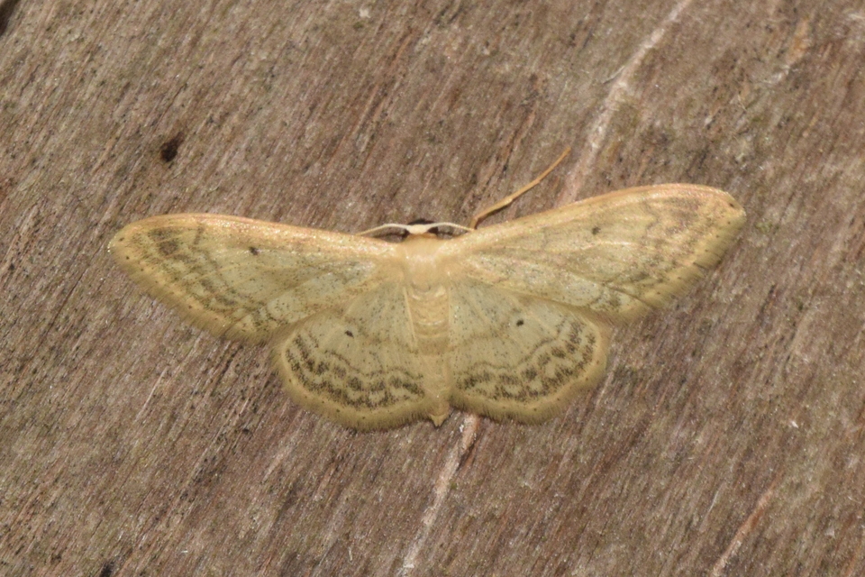 Idaea deversaria - egyszínű sávosaraszoló