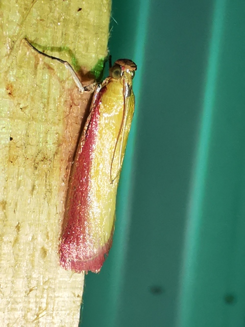 Oncocera semirubella - lucernamoly