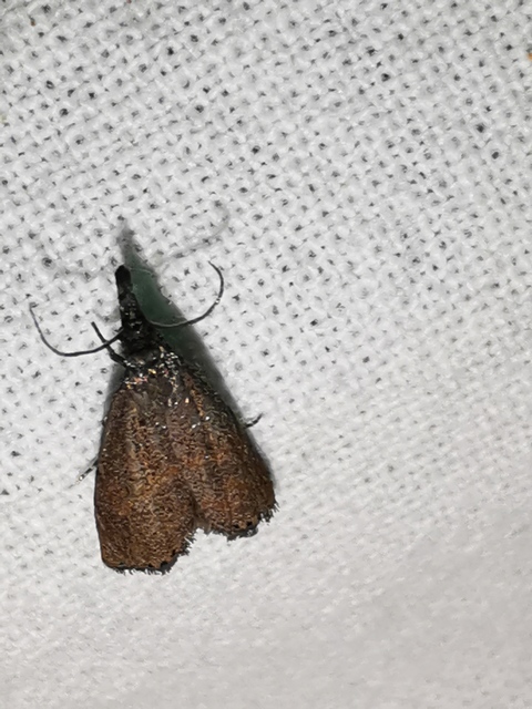 Platytes cerussella - törpe fűgyökérmoly
