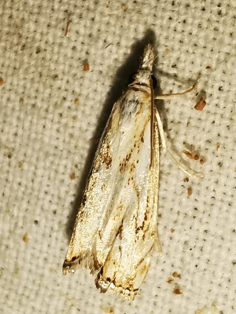 Catoptria falsella - hálós fűgyökérmoly