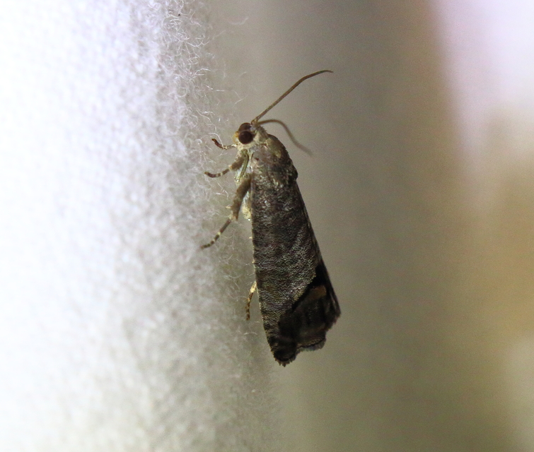 Cydia pomonella - almamoly