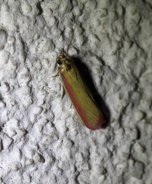 Oncocera semirubella - lucernamoly
