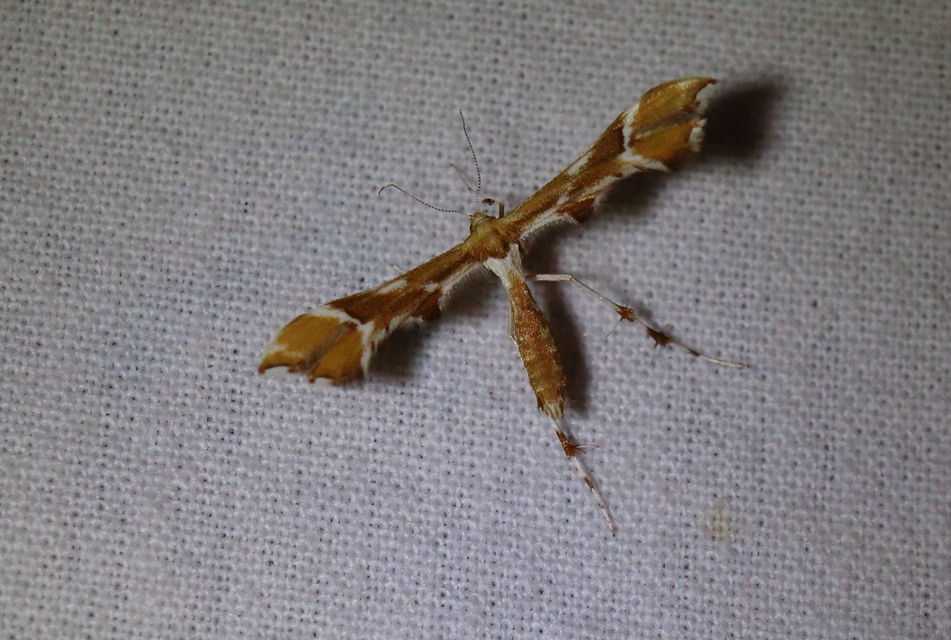 Cnaemidophorus rhododactyla - rózsabogyó-tollasmoly