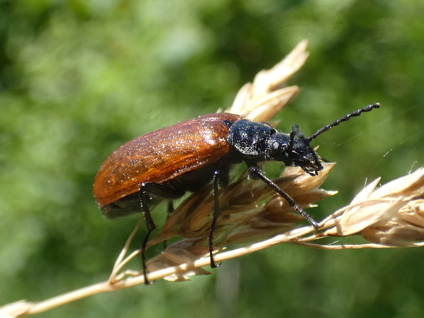 Omophlus proteus - közönséges pejbogár Omophlus proteus - közönséges pejbogár