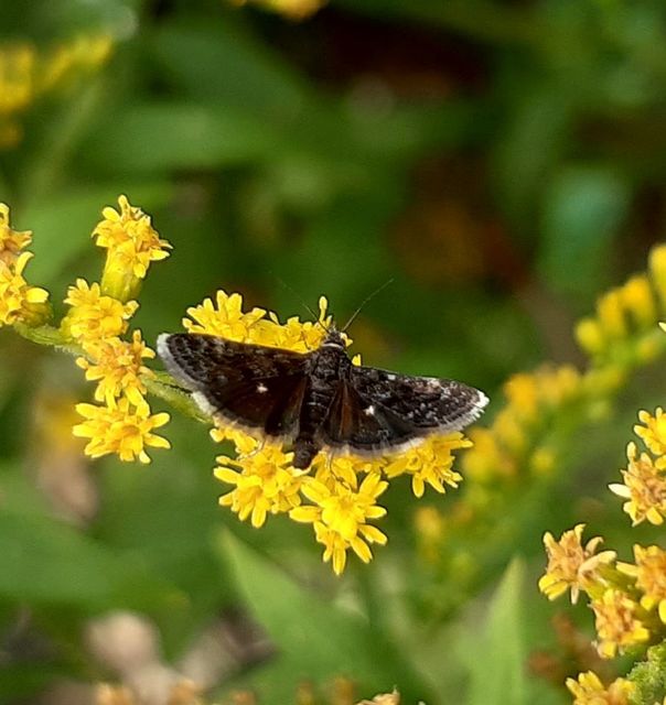 Heliothela wulfeniana - fényes kormosmoly