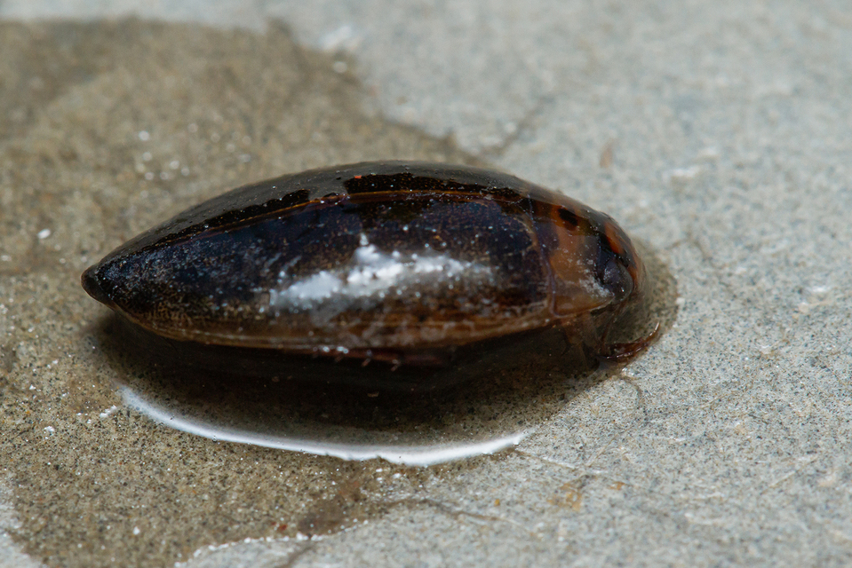 Rhantus