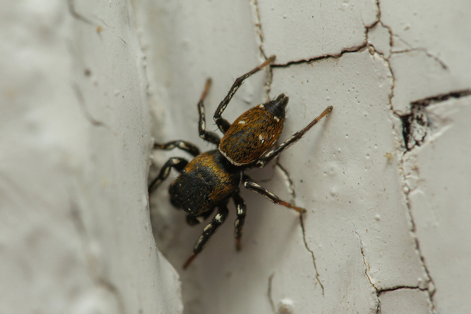 Heliophanus