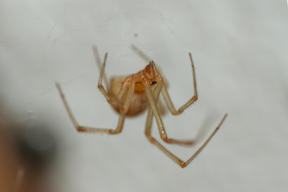 Parasteatoda tepidariorum - üvegházi törpepók