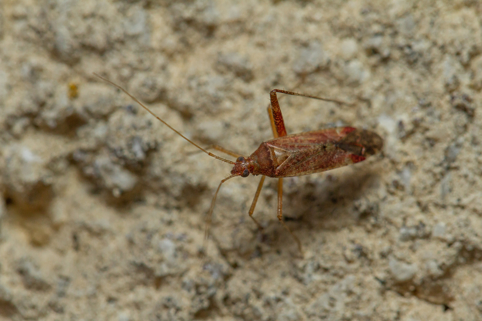Phytocoris