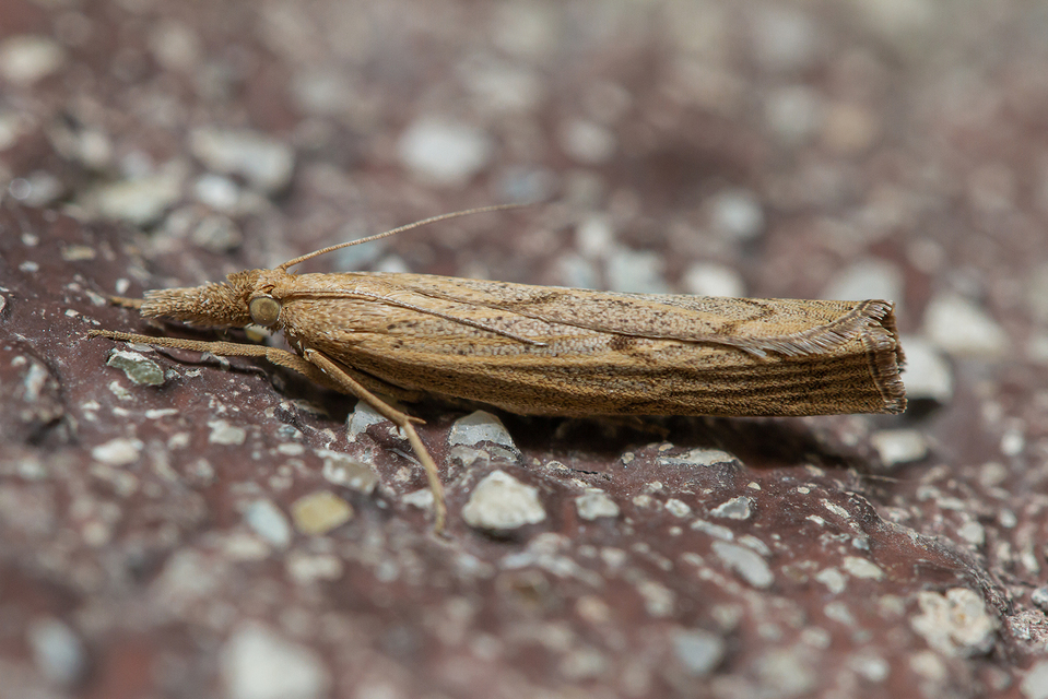 Pediasia contaminella - mocskos fűgyökérmoly