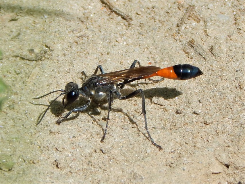 Ammophila