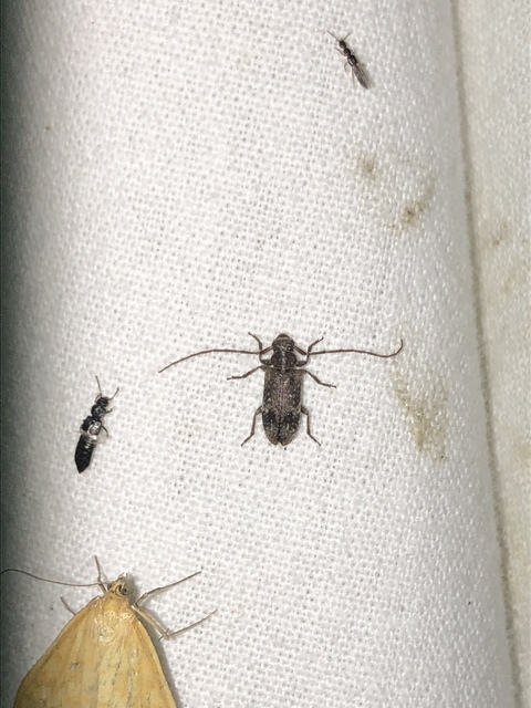 Exocentrus adspersus - tölgyfa-rőzsecincér